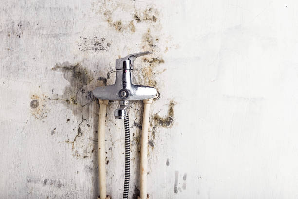 Professional Mold Removal in South Greensburg, PA