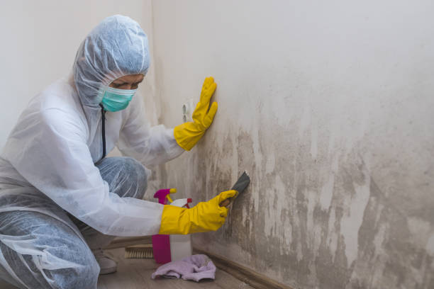 Mold Removal Process in South Greensburg, PA