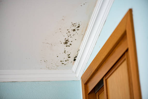 Mold Testing and Removal in South Greensburg, PA