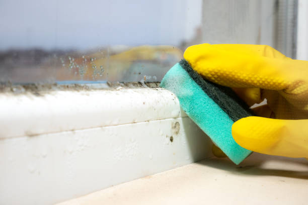 Office Mold Removal Services in South Greensburg, PA