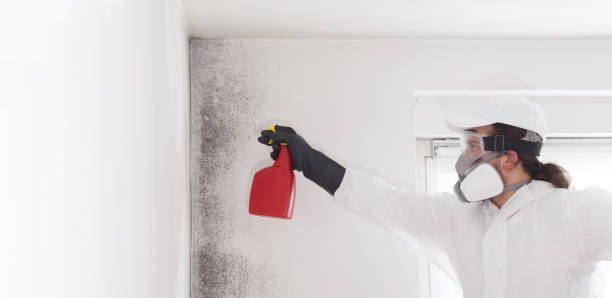 Best Black Mold Removal  in South Greensburg, PA