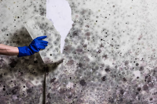 Best Toxic Mold Removal  in South Greensburg, PA