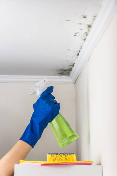 Best Professional Mold Removal  in South Greensburg, PA